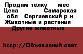 Продам тёлку 1.5 мес. › Цена ­ 43 000 - Самарская обл., Сергиевский р-н Животные и растения » Другие животные   